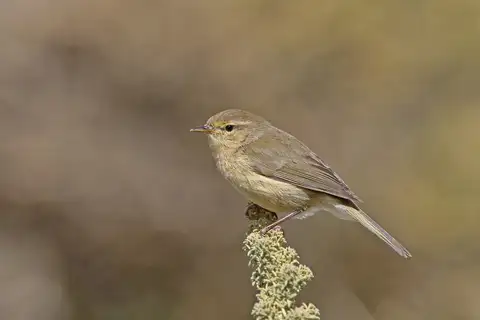 Canary Islands Chiffchaff