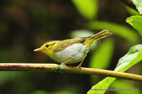 Yellow-vented Warbler