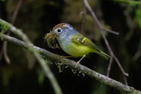 Chestnut-crowned Warbler