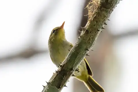 Lemon-throated Leaf Warbler