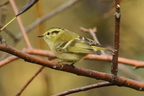 Lemon-rumped Warbler