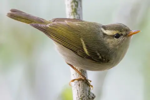 Claudia's Leaf Warbler