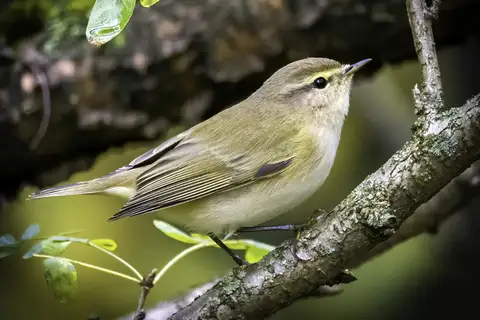 Common Chiffchaff