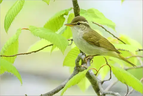 Eastern Crowned Warbler