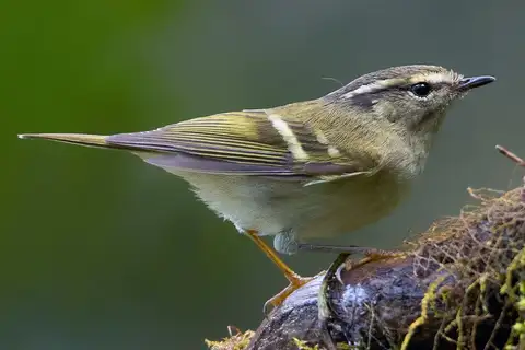 Sichuan Leaf Warbler
