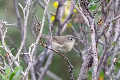 Smoky Warbler