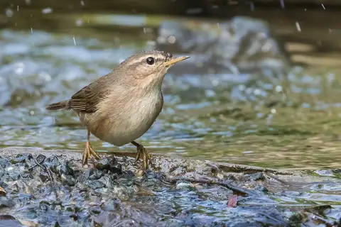 Dusky Warbler