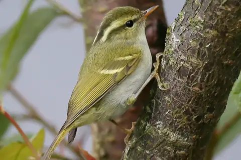 Hartert's Leaf Warbler