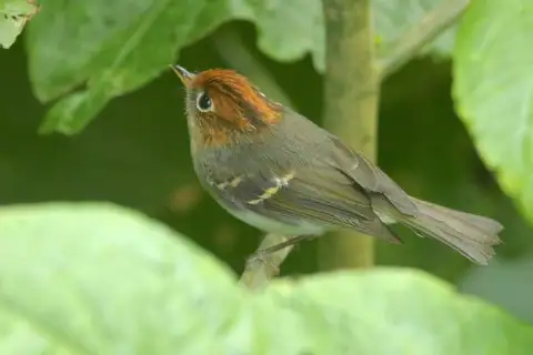 Sunda Warbler