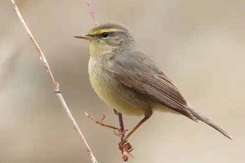 Sulphur-bellied Warbler