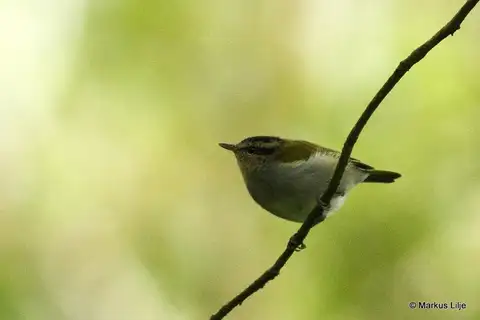 Black-capped Woodland Warbler