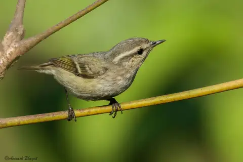 Hume's Leaf Warbler