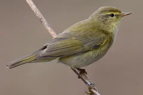 Iberian Chiffchaff