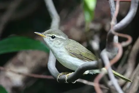 Ijima's Leaf Warbler