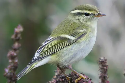 Yellow-browed Warbler