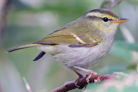 Davison's Leaf Warbler