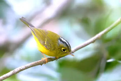 White-spectacled Warbler