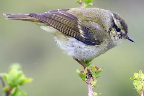 Gansu Leaf Warbler
