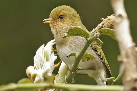 Red-faced Woodland Warbler