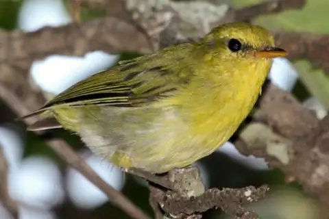 Laura's Woodland Warbler