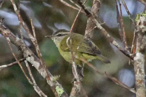 Numfor Leaf Warbler