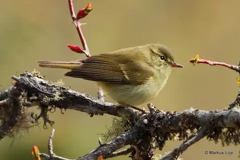 Large-billed Leaf Warbler