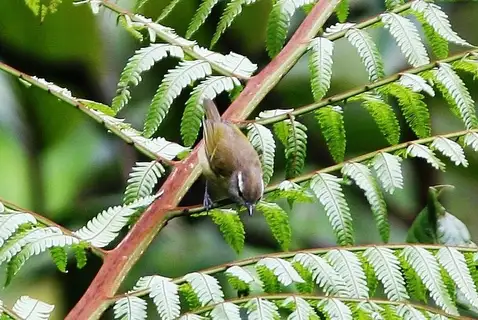 Makira Leaf Warbler