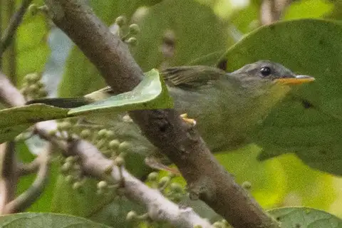 Biak Leaf Warbler