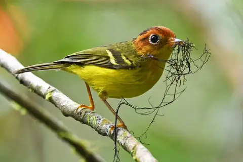 Yellow-breasted Warbler