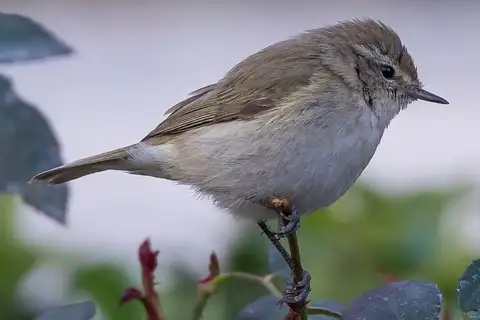 Plain Leaf Warbler