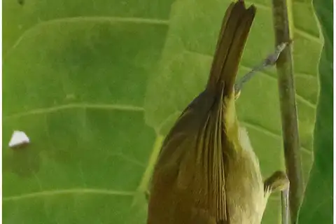 Sulawesi Leaf Warbler