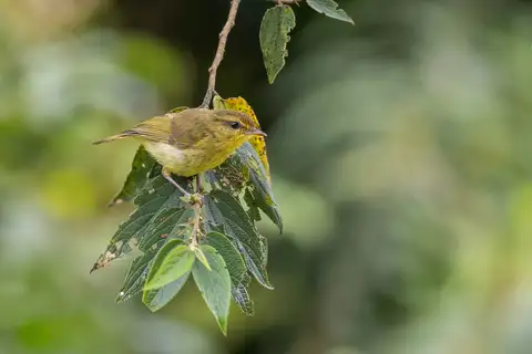 Negros Leaf Warbler