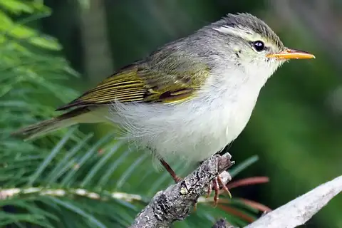 Western Crowned Warbler