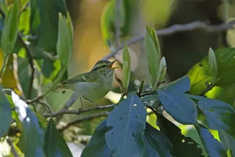 Kloss's Leaf Warbler