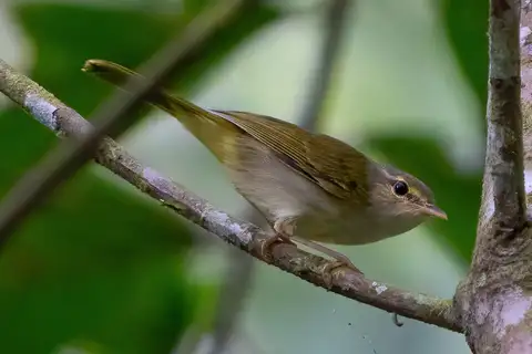 Philippine Leaf Warbler