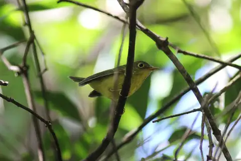 Martens's Warbler