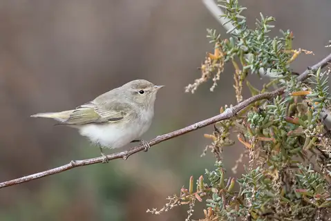 Eastern Bonelli's Warbler