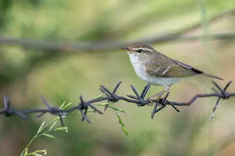 Two-barred Warbler