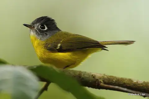 Grey-cheeked Warbler