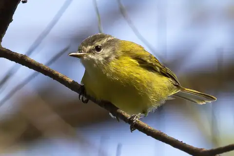 Timor Leaf Warbler