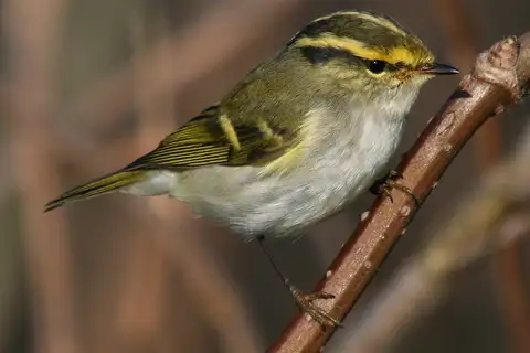 Pallas's Leaf Warbler