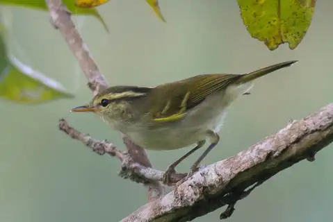 Blyth's Leaf Warbler
