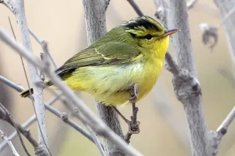 Sulphur-breasted Warbler