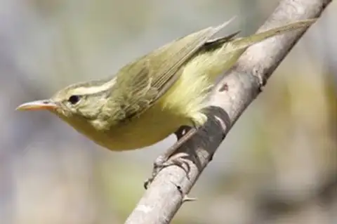 Rote Leaf Warbler