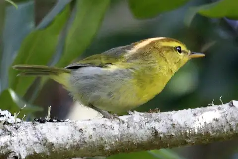 Yellow-throated Woodland Warbler