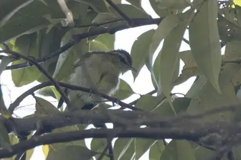 Lompobattang Leaf Warbler