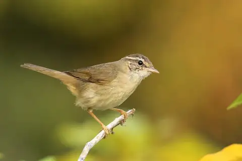 Radde's Warbler