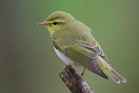 Wood Warbler