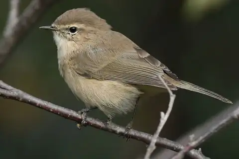 Mountain Chiffchaff