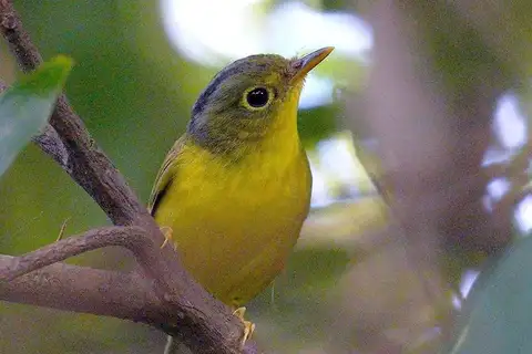 Alström's Warbler